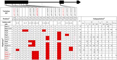 Haplotype analysis and marker development of five salt-tolerant–related genes in rice (Oryza sativa L.)